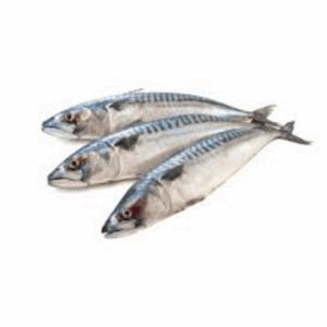 Frozen Mackerel Fish 1.5kg -20kg  (400 - 600 Titus fish)