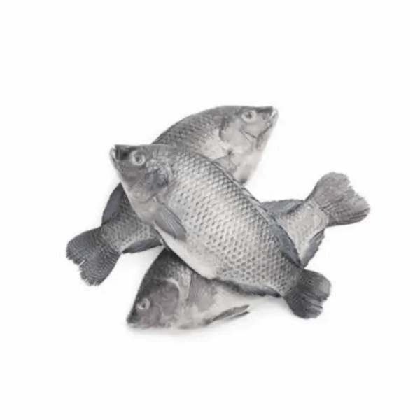 Frozen Tilapia Fish 2.5kg  large (  300 -500)