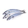 Frozen Mackerel Fish 1kg (400 - 600 Titus Fish) from African store in the UK, Aberdeen - Free Delivery