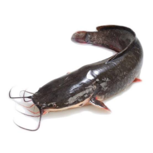 Whole Frozen Catfish 2.5kg (800-1000)