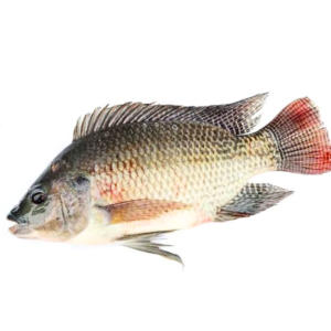 Tilapia Fish - Extra Big Size  2.5kg