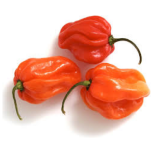 Fresh Hot Scotch Bonnet Pepper 100g -4kg ( Ugandan Pepper)