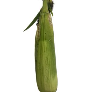 Fresh Corn 1 piece ( unpeeled)