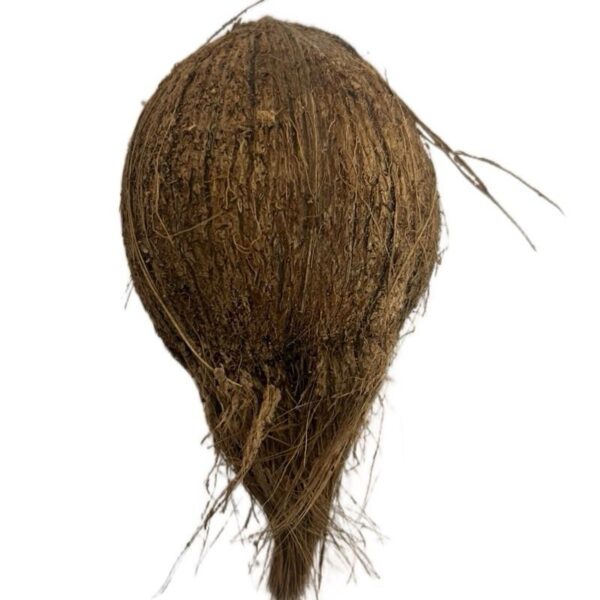 Fresh Coconut 1 piece ( peeled)